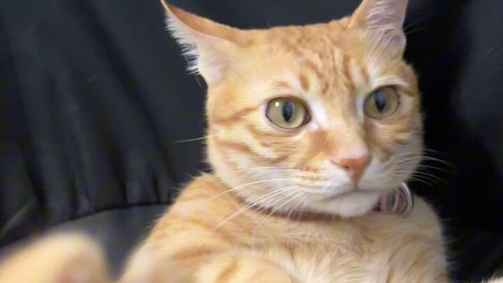 ได้ยินว่าพวกคุณอยากดูฉันจุ๊บหัวสับปะรดหนักๆ ใช่ไหม?