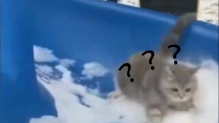 Using the cat to kill the dog
