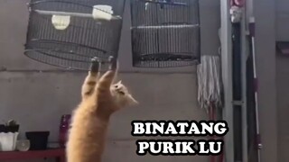 AKIBAT TERLALU BERISIK BURUNG INI DI KUTUK