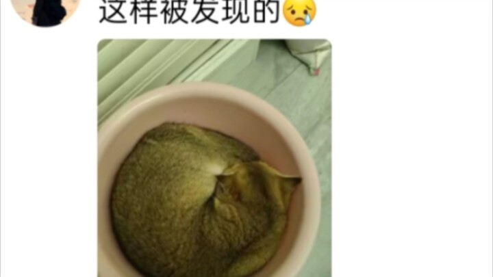 How do the cats kept in dorms get discovered?