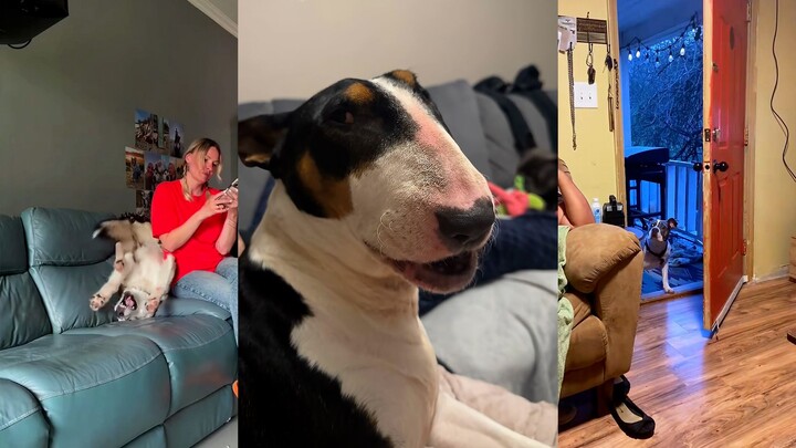 Anjing: Asal aku cukup gila, majikanku pasti akan melirikku sekali.