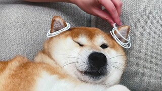 Thử thách đeo khuyên tai cho mèo, điều gì sẽ xảy ra nếu bạn thử đeo cho chó?