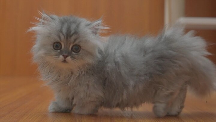 When the big clip cat had a little clip kitten