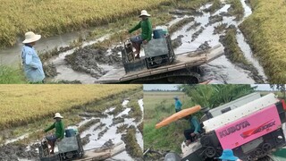 Pha Máy Cắt Lúa, Máy Kéo Lúa Xuống Ruộng Lầy Nhõng Đích