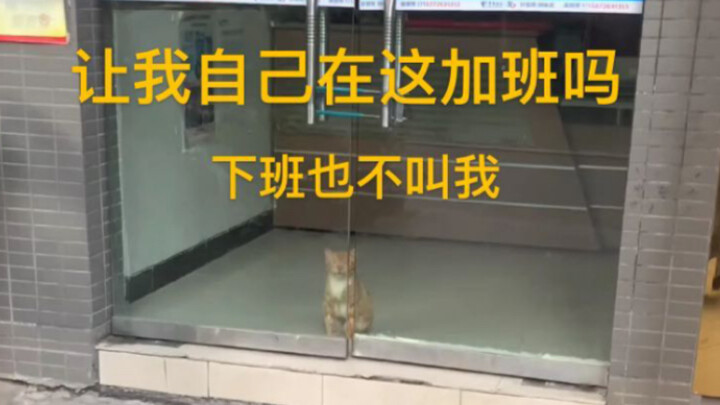 Cat: Why didn’t you call me after work? Do you want me to stay here and work overtime all by myself?