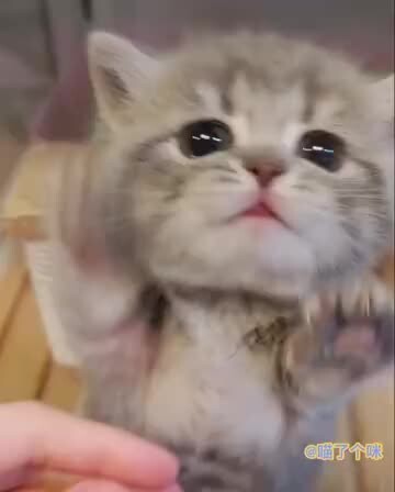 ลูกแมวน้อยทั้งหลายนี่ช่างเป็นทารกเทวดาจริงๆเลยนะ