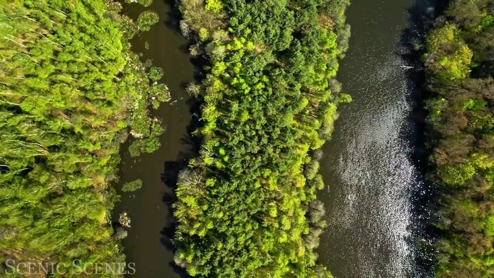 Forest In 4K - The Healing Power Of Nature Sounds _ Forest Sounds _ Scenic Relax