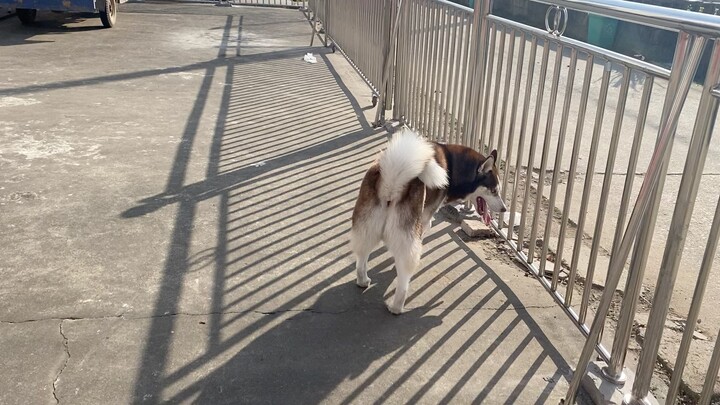 Untuk pertama kalinya kembali ke desa, si anjing husky sama sekali tak bertenaga!