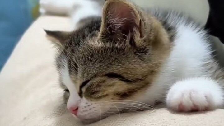 มันชอบนอนบนท้องของฉันมากที่สุด