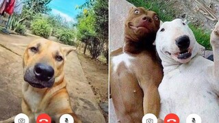 เหลือเชื่อ!!! วิดีโอสุนัขตลก ๆ พยายามอย่าหัวเราะ 🦴🐕🐶✔️8