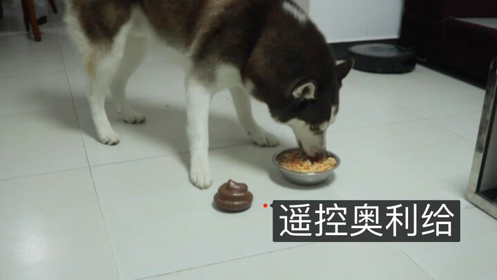 Anjing husky sedang makan, lalu mainan kotoran itu dikendalikan jarak jauh hingga berada tepat di de