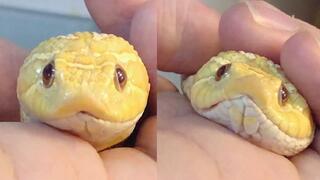 Pinch the head of a 2-year-old cute hognose snakes!