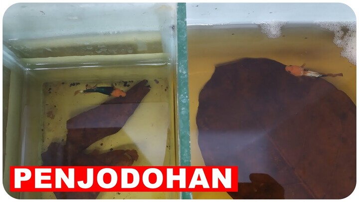 Cara Menjodohkan Ikan Cupang Yellow Fancy Untuk Pemula