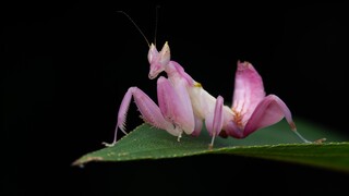 A Day of Swinging Orchid Mantises