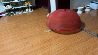 ฉันเห็นผักสลัดวิ่งไปมาอย่างวุ่นวายในห้องนั่งเล่น