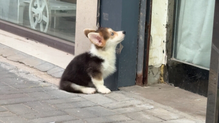 Perjalanan Bangkitnya Seekor Anak Anjing Buta di Kedua Matanya