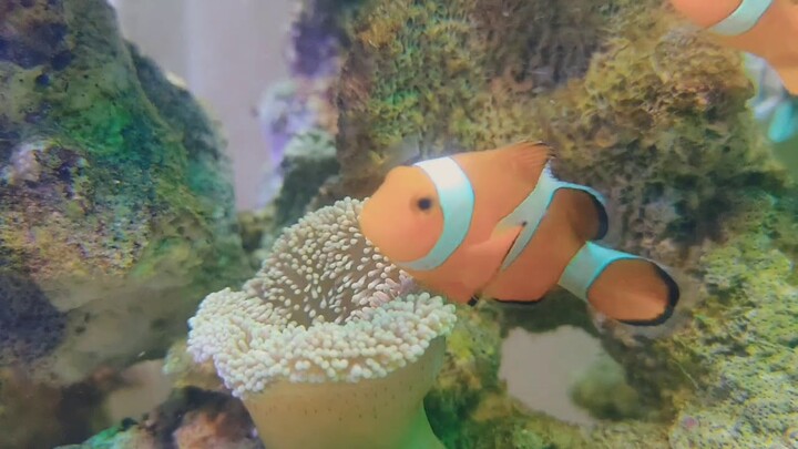 Anemon dipaksa mekar sama nemo