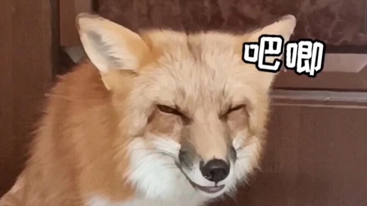 [Fox] This internal clock is so precise! But why am I the one who has to apologize???