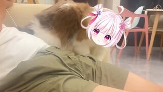 Cats will also imitate humans when they see them punching!!!
