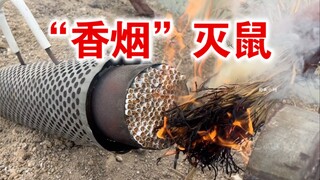 点燃100根“香烟”熏进鼠洞中，让老鼠尝一下吸烟的危害