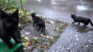 Kittens with cats rain day