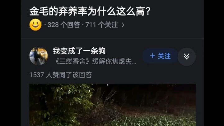 ทำไมอัตราการถูกทิ้งของสุนัขโกลเด้นรีทรีฟเวอร์ถึงสูงมาก?