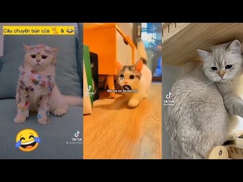 tổng hợp những video chó mèo cute dễ thương tấu hài nhất tiktok