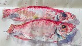 Màu nước ｜ Tranh hai con cá chép bạc mắt đỏ ｜ Tranh màu nước cá