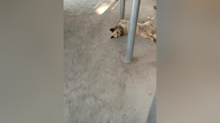 ai có yêu chúng mới hiểu cảm giác này.pet dog thucung xuhuong ngocduyen