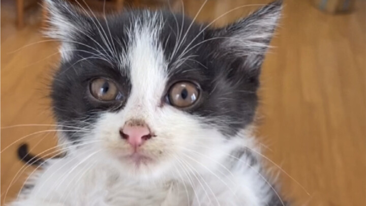 继续绑架代替购买，第八只也抓到了，一锅端了，同时也把猫妈妈带回去