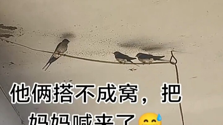 Each generation has its own swallows.
