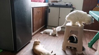 Snow pissed at Suni || Clowder zone