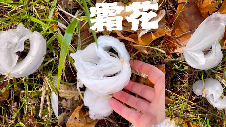 Bao, have you ever seen frost flowers?