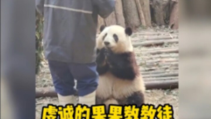 Hua Hua: Amitabha bless you! Kind donor, please bestow a little fruit.