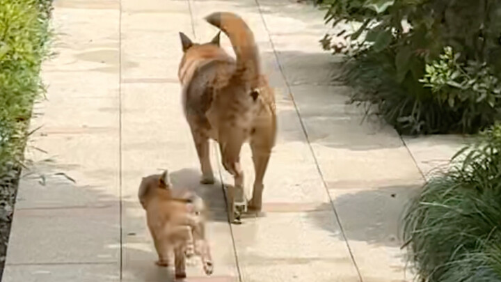 ช่ายช่ายก๊อปปี้กฎของจ้วงจ้วงที่ไม่ใส่ปลอกคอแล้วรีบกลับบ้านไปเรียบร้อย หนังสือปกเขียวสำหรับลูกหมาเองก