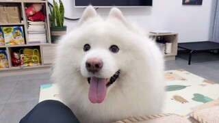 [Hewan]Samoyed yang Lengket Sekali Pada Manusia