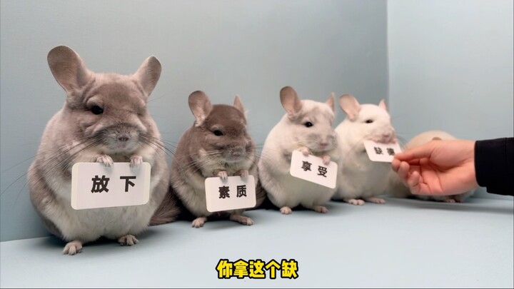 This works great as a background, hahaha!