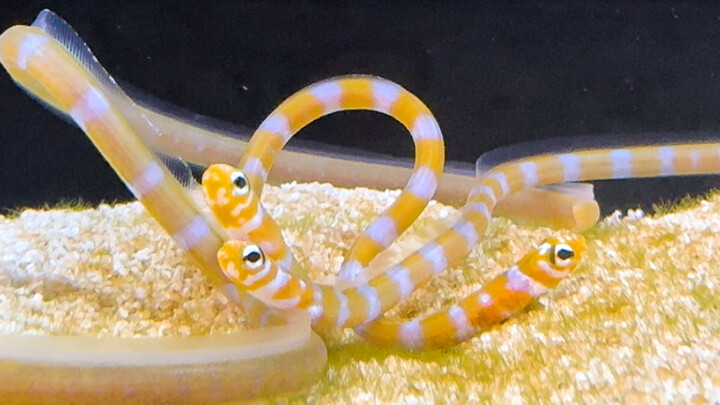Keeping a garden eel at home!?