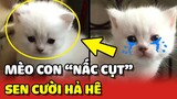 Lần đầu thấy mèo con NẤC CÚT, cô Sen được pha CƯỜI HẢ HÊ 😂 | Yêu Lu