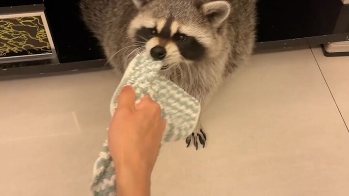 Today is the God of Gold Fat Raccoon