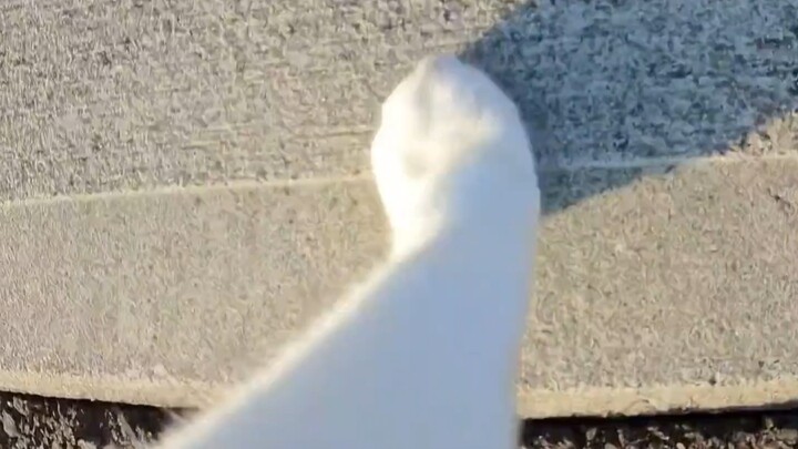 Kucing: Hei, ayo jalan dua langkah bareng!