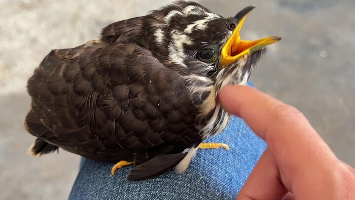 Burung aneh yang misterius ternyata juga punya perasaan, ia jadi lebih jinak!