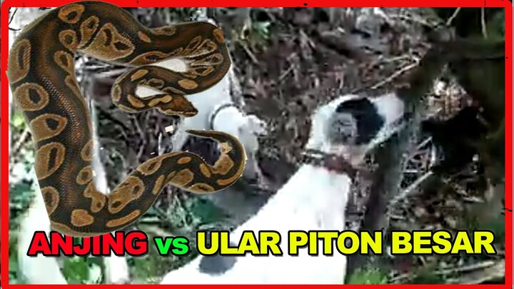 ANJING vs ULAR PITON BESAR