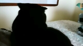 What's it like to have a cat that can't tell right from wrong?