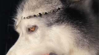 So many episodes of ancient style come together to form a martial arts world