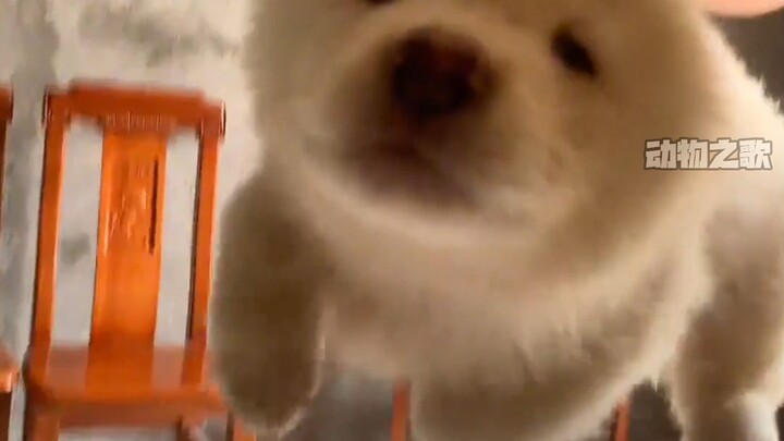 Samoieda versi Tiongkok, anjing Tushong. Pesona wajah tampan anjing kampung Tiongkok. #anjingtushong