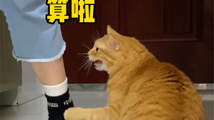 The cat got angry—see how the owner cleverly defuses the family crisis...