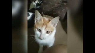 adorable kitties