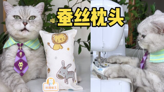 Mèo tự làm cho mình chiếc gối nhỏ bằng tơ tằm, thoải mái như mây vậy