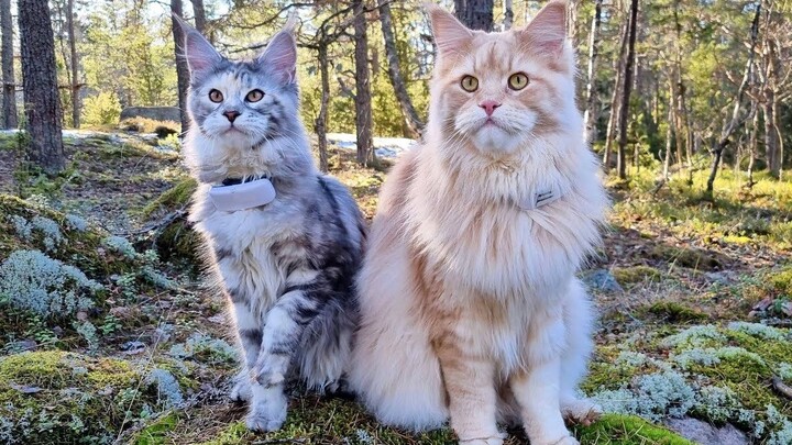 Adventure in the forest with two big Maine Coons!
